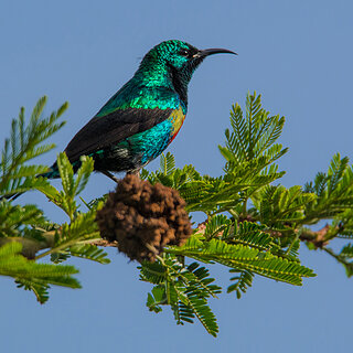 Debre Zeit - Beautiful sunbird